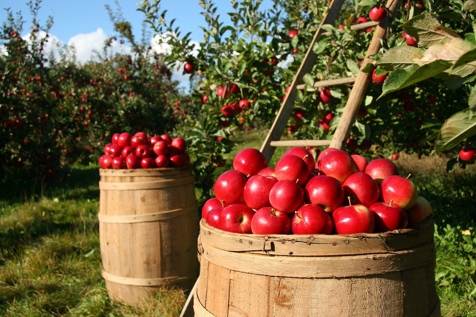 food-wood